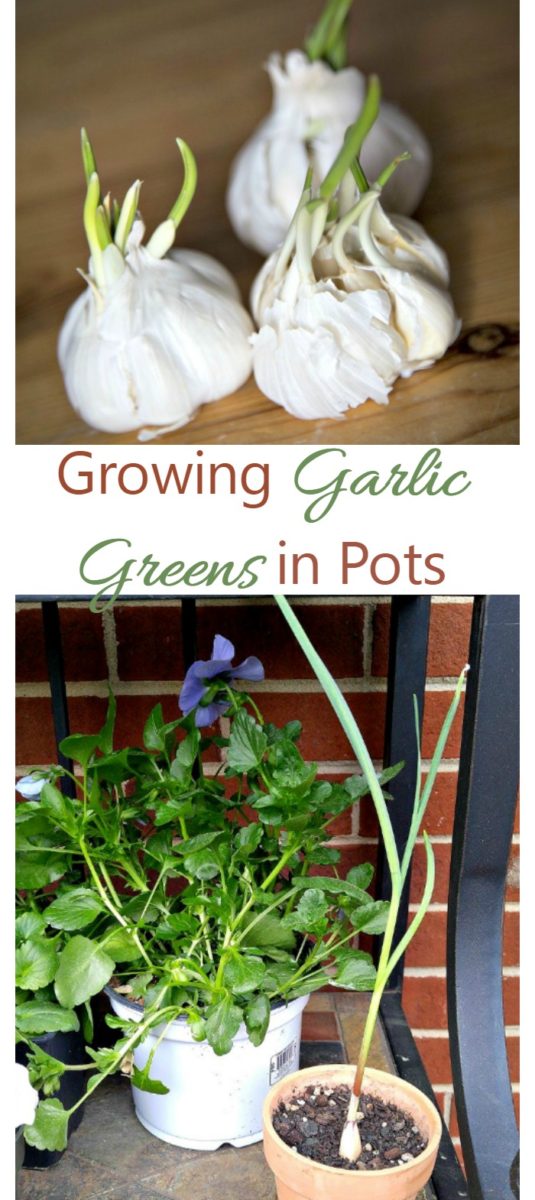 Growing Garlic Greens Indoors