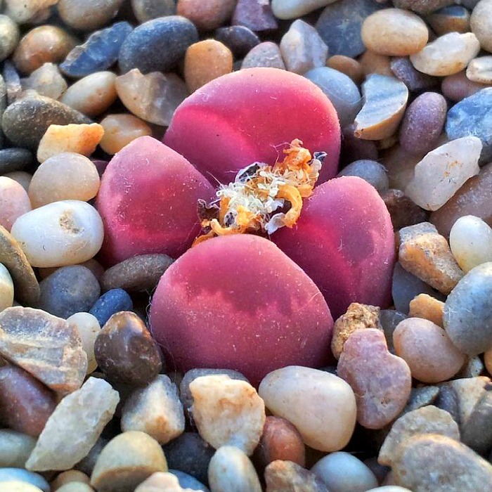 Red Lithops Plant