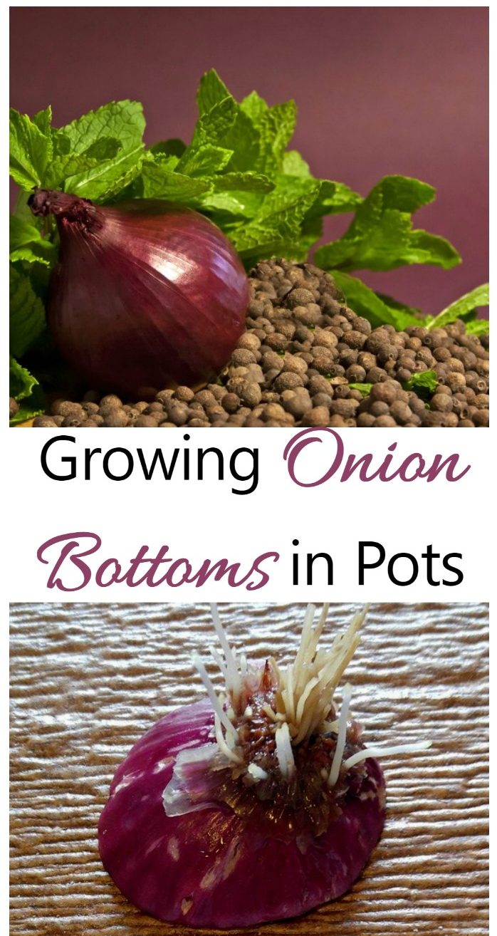 Growing onions from bottom is really easy to do. You can start with a sprouted onion, or cut off the bottom and grow it from that piece.