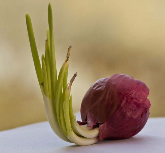 Sprouted Red onion