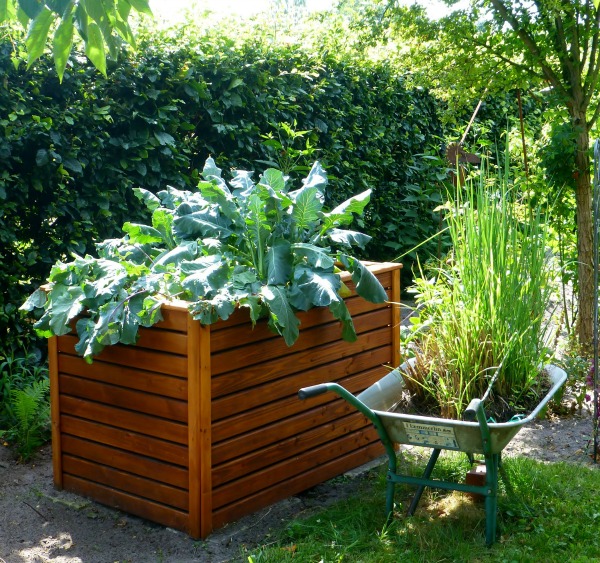 Vegetables can be grown in all types of containers. Raised garden beds, planters and even wheelbarrows will work.