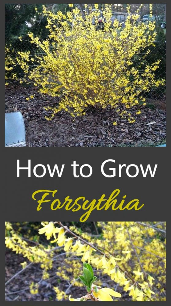Fast Growing Forsythia Bushes Bring Spring Color to the Garden