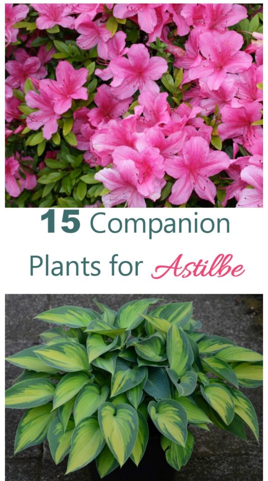 Astilbe Companion Plants What to Grow with Astilbe