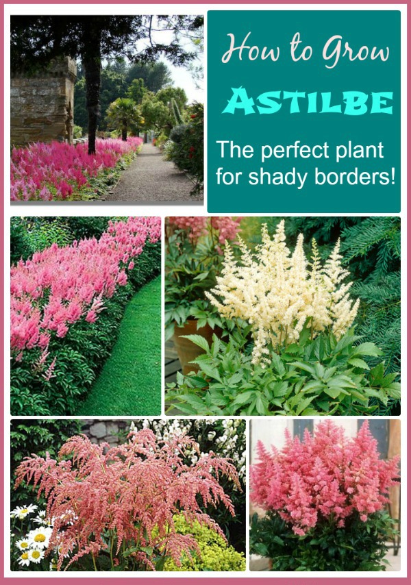 Images of astilbe
