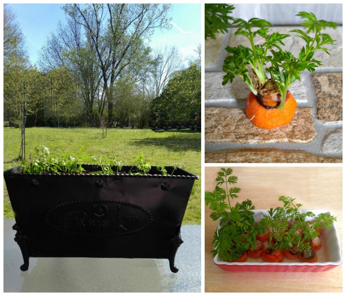 Growing carrot greens is a great Earth Day project