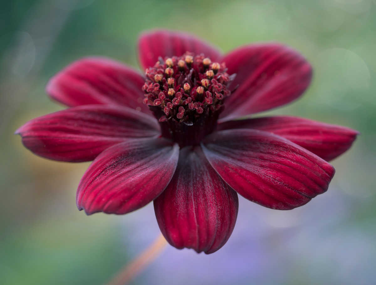 cluster center of a chocolate cosmos flower.