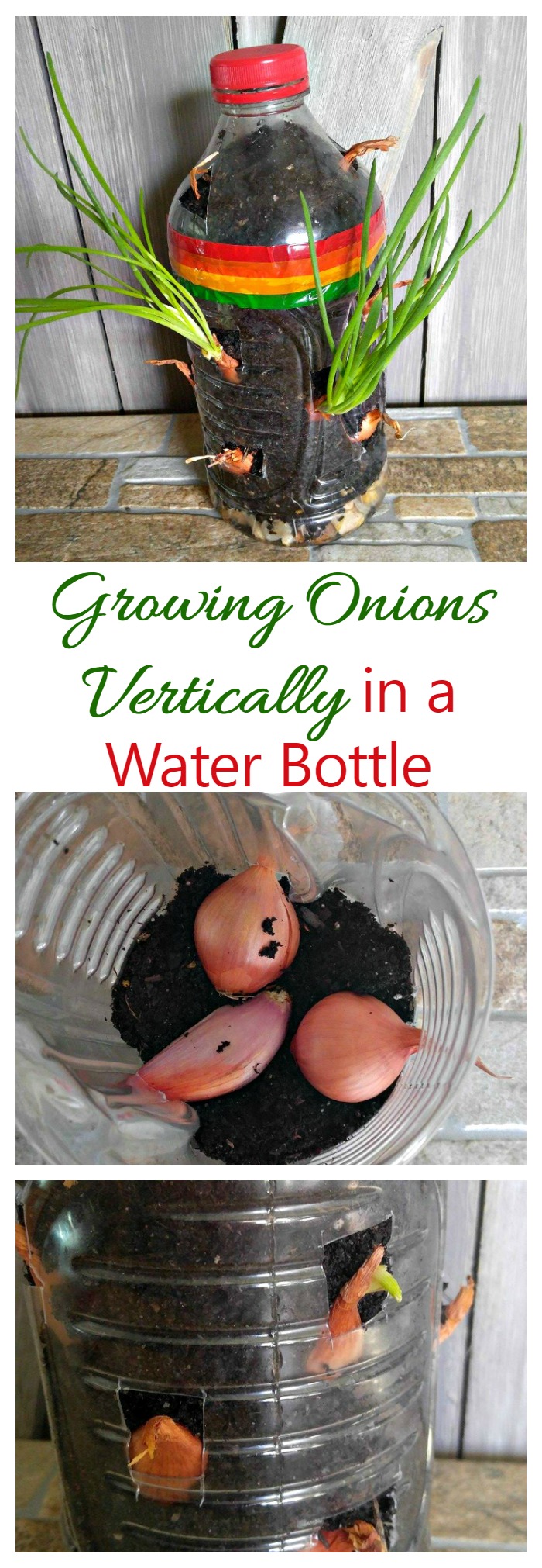 This vertical onion garden in a large water bottle is such a fun project for kids to take part in. They will love watching the onions sprout out of the holes in the bottle.