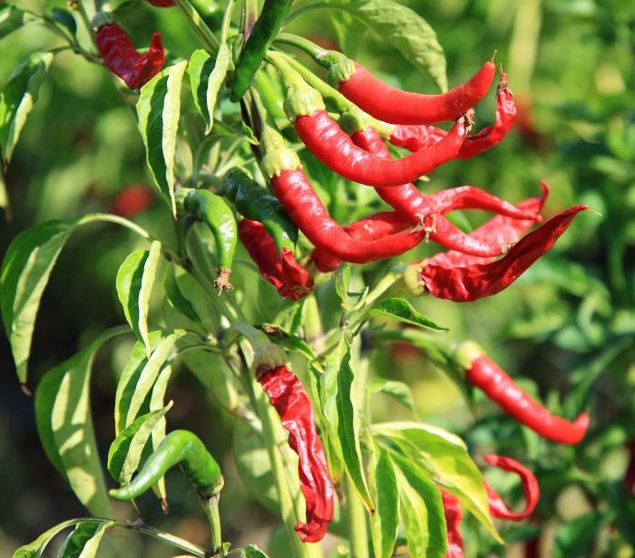 Hot Pepper plant. 