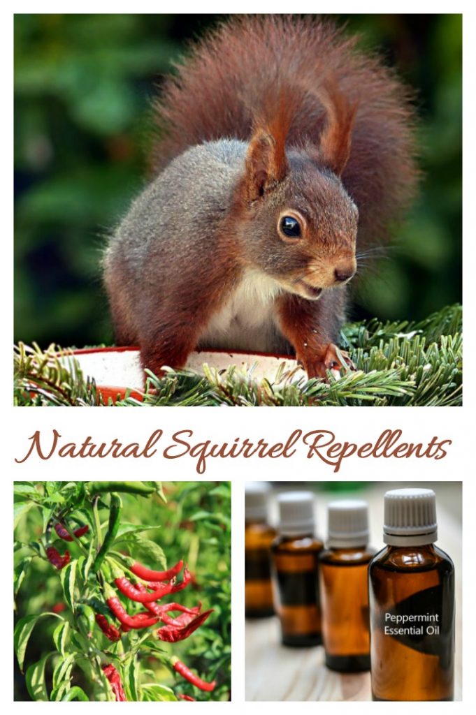 Natural Squirrel Repellent Ideas Keep Squirrels out of The Yard!