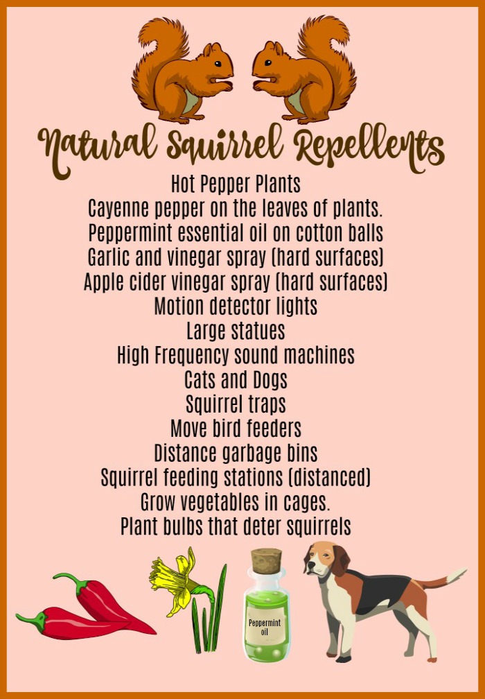 Squirrel repellent ideas on a peach colored background with squirrels, dog, daffodil, peppers and bottle of peppermint oil.