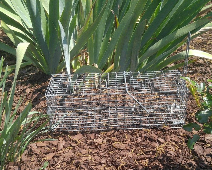 Squirrel trap in garden near some iris leaves.