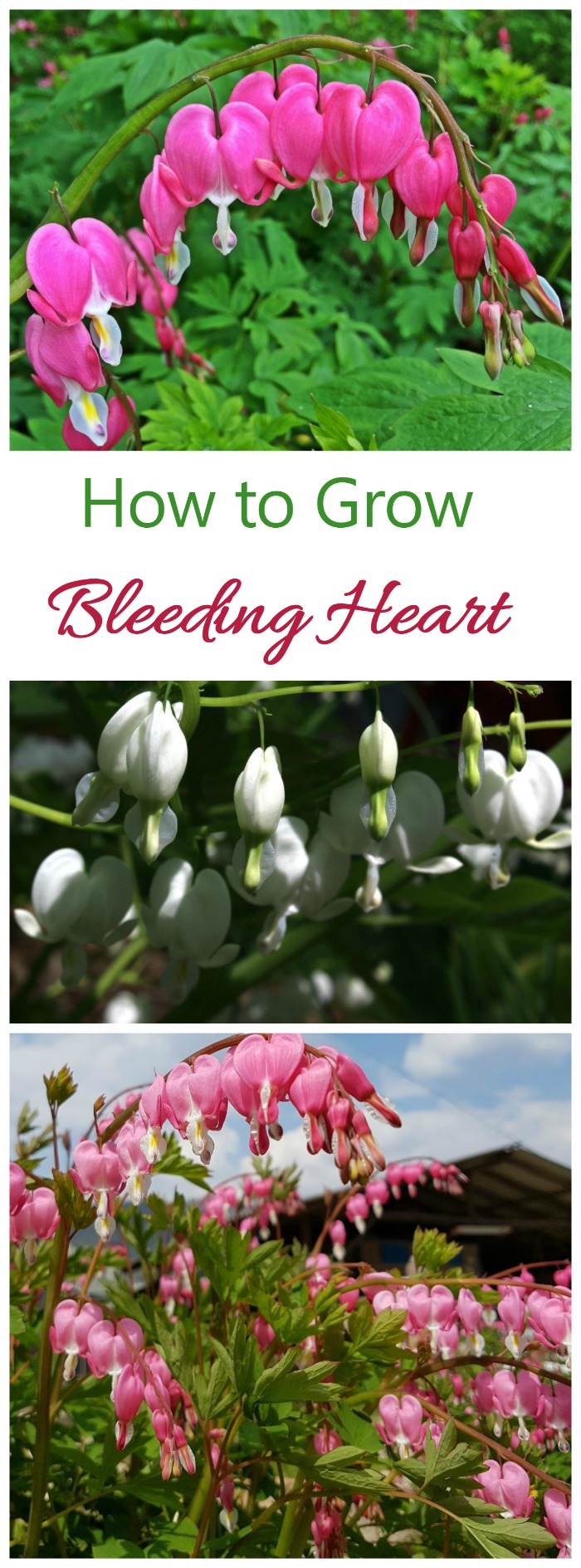 The flowers of an old fashioned bleeding heart are the ultimate in romance. The plant is perennial and easy to grow if you keep just a few things in mind.