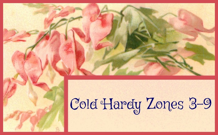 Bleeding Heart is cold hardy in zones 3-9