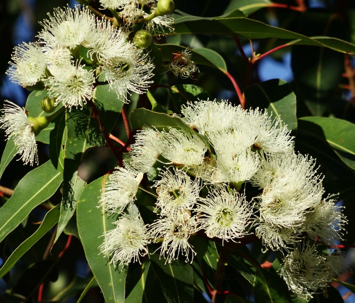 Eucalyptus leaves have essential oils that repel mosquitoes