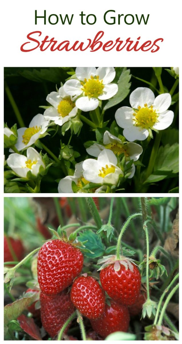 Growing Strawberries -Tips and Tricks for Best Success