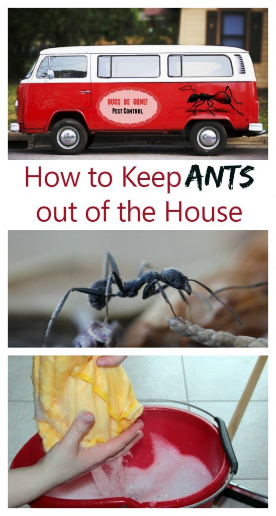 Keep Ants out of the House with these Tips and Tricks