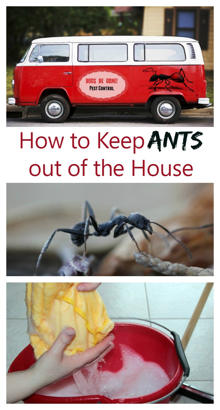 Tips and Tricks to keep Ants out of the house.
