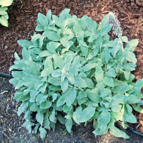 leaves of lamb's ear plant