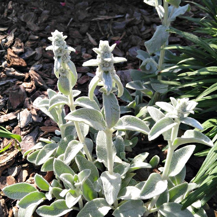 Stachys byzantina is also known as Lamb's Ear.