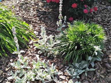 Lamb's Ear - Stachys byzantina