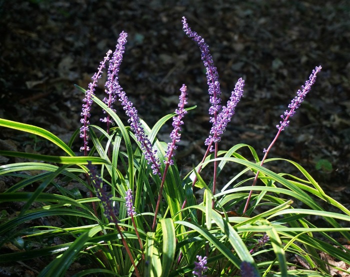 Flowers of a liriope plant