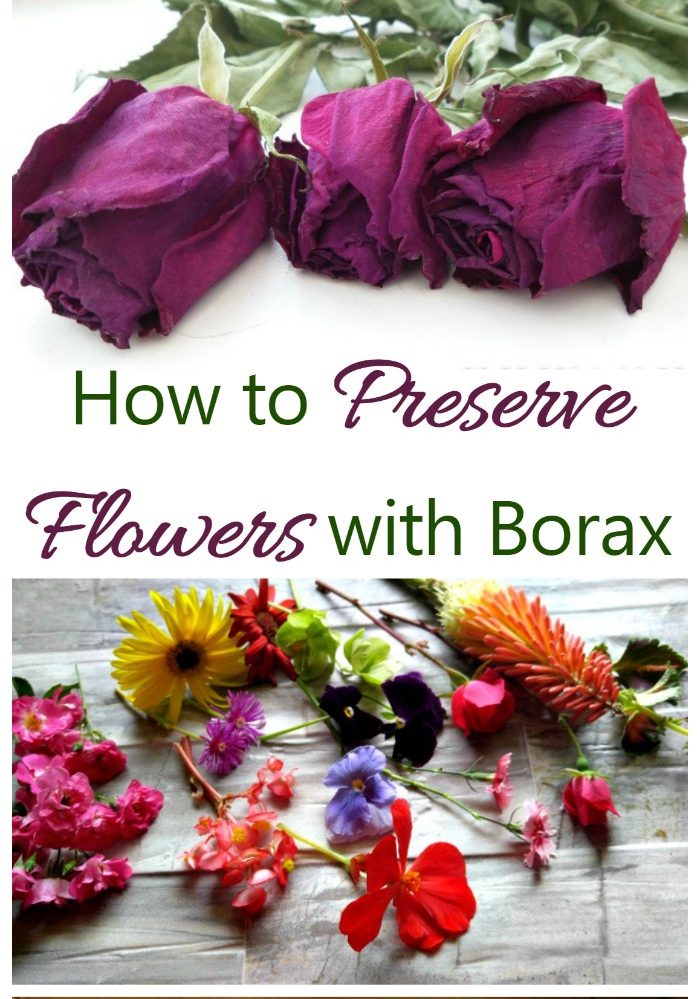 Borax and cornmeal can be mixed together and then sprinkled to preserve flowers. It's easy to do...all you need is a box and a bit of patience.
