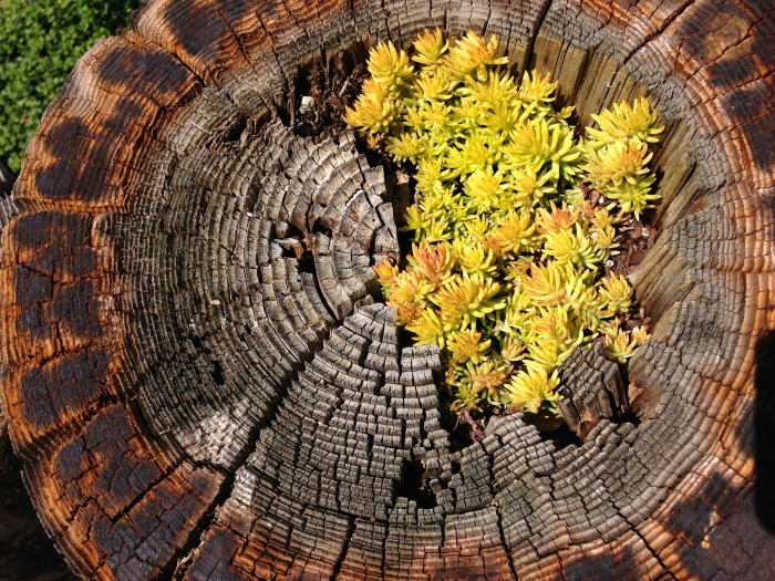 Tree stump Succulent planter
