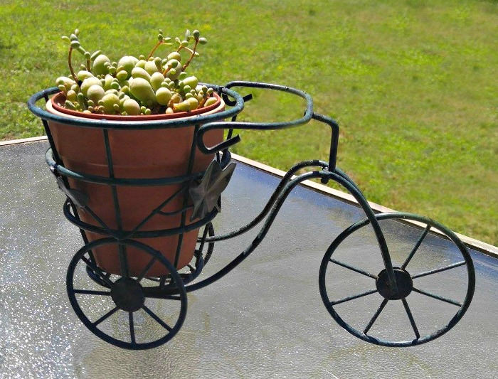 Tricycle Succulent planter is adorable