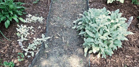 Lamb's Ear Growing Tips - (Stachys Byzantina) - The Gardening Cook