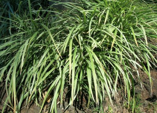 Controlling Monkey Grass - How to Manage and Get Rid of Liriope