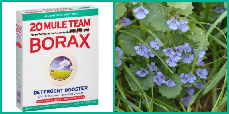 Box of Borax next to Creeping Charlie in flower.