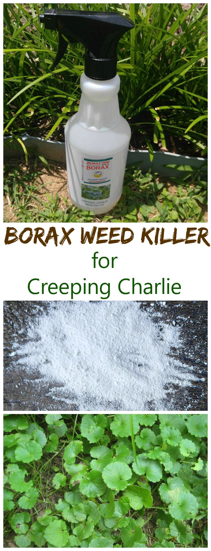 Borax Weed Killer For Creeping Charlie,Pesto Cream Sauce Recipe