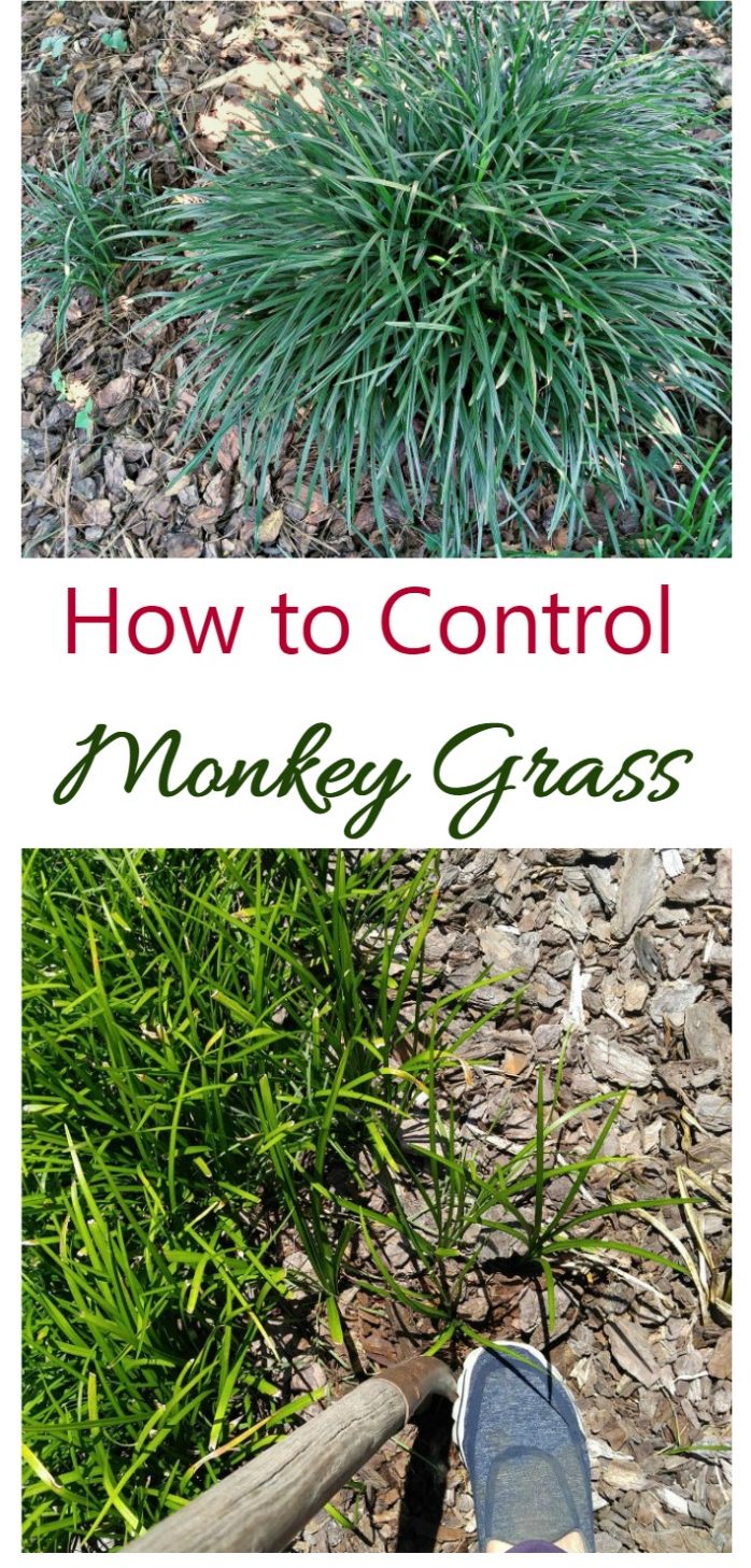 Controlling monkey grass can be a chore bu these tips will help to keep this invasive perennial from taking over your garden.