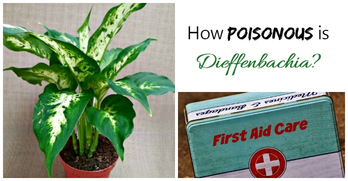 Dieffenbachia plant and first aid box with words How poisonous is dieffenbachia?