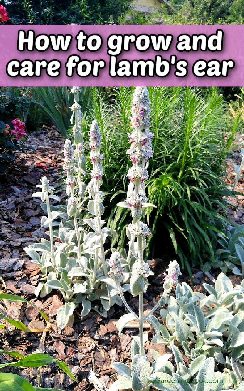 How to Grow and Care For Lamb's Ear Lamb's ear plant in flower with words How to grow and care for lamb's ear.