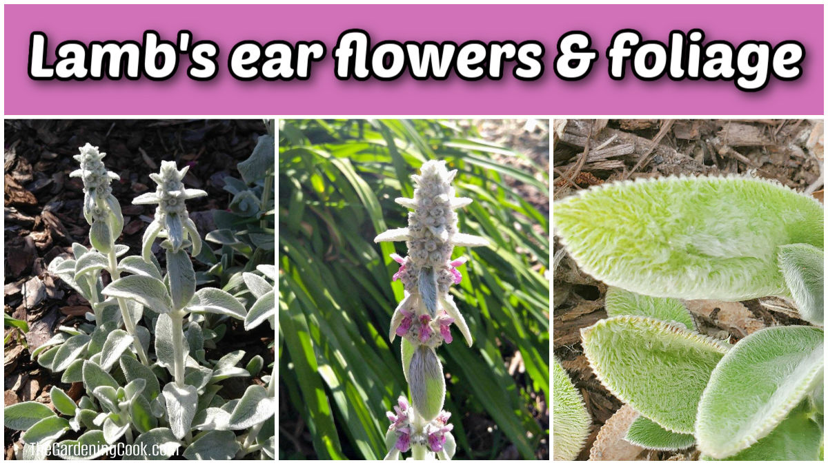 Pictures of the flowers and foliage of lamb's ear perennial.