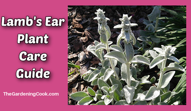 Picture of lamb's ear in flower with words reading lamb's ear plant care guide.