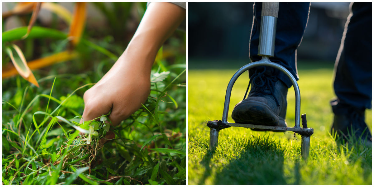 Preventative measures for Creeping Charlie: hand pulling and lawn aeration.