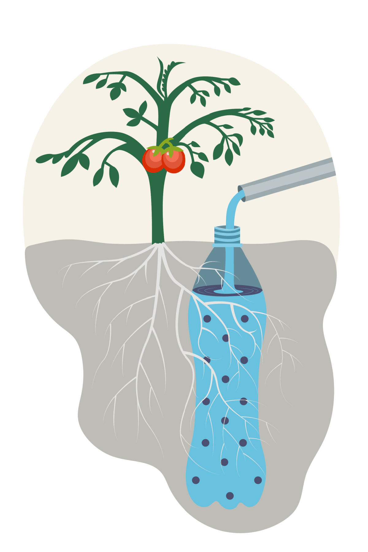 A tomato plant with roots in the ground next to a soda bottle with holes in it being watered with a watering can.