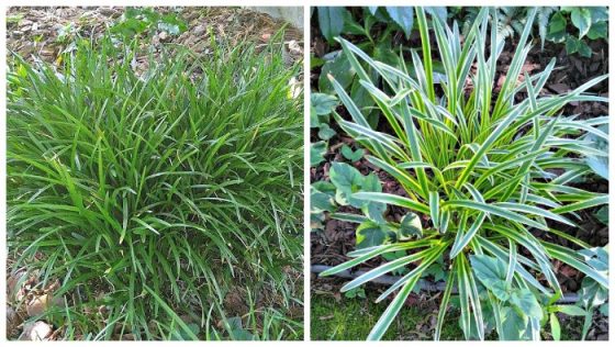 Controlling Monkey Grass - How to Manage and Get Rid of Liriope