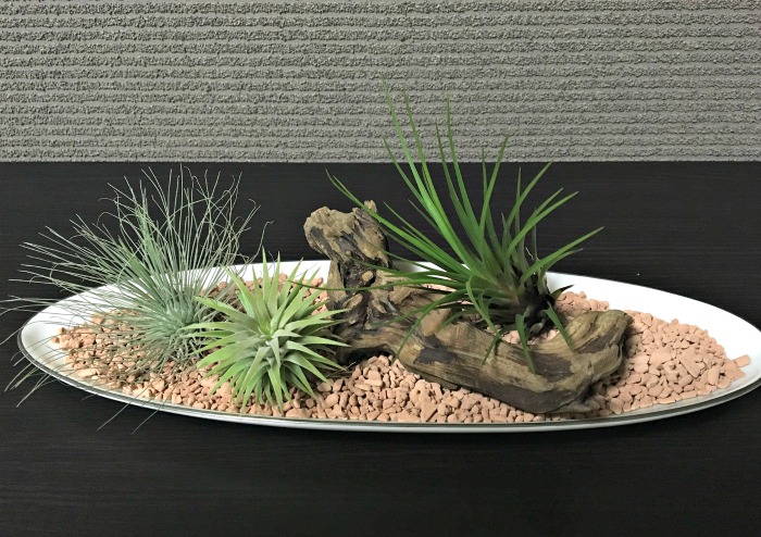 Shallow bowl planter for air plants