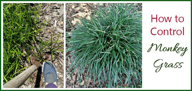 Pictures of a clump of monkey grass, digging with a shovel and words How to control monkey grass.