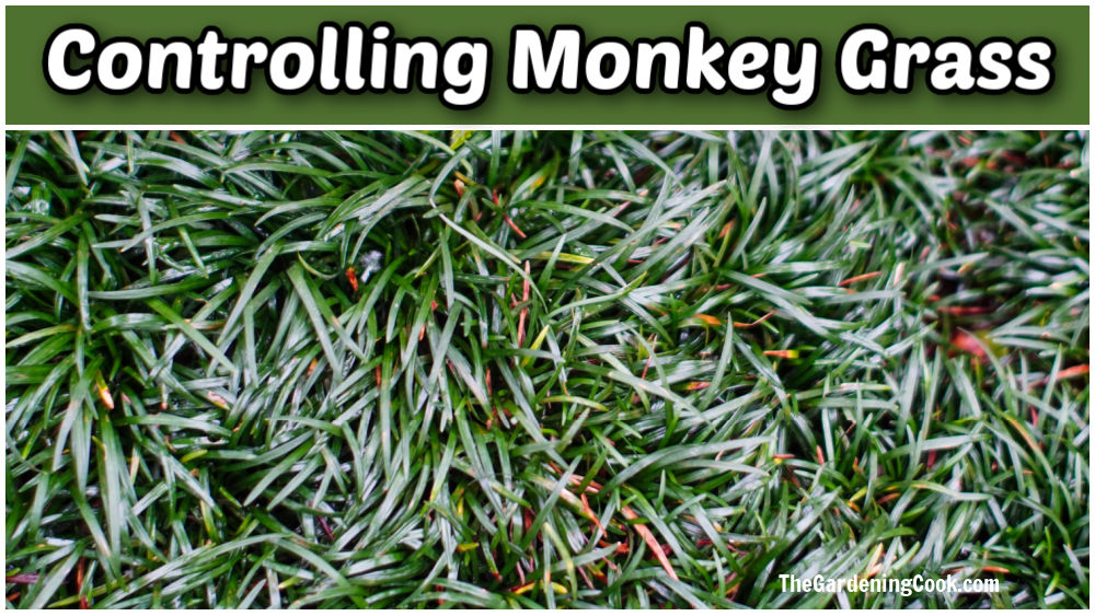 Clumps of Liriope muscari in a garden. Green text reads controlling monkey grass.