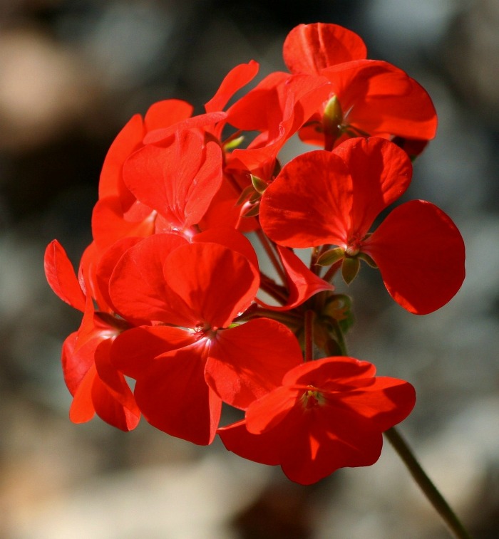 Red geranium