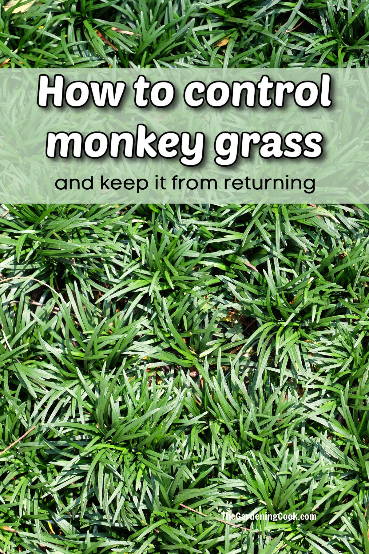 How to Control Monkey Grass and Keep it From Returning Matted field of liriope with green text reading how to control monkey grass, and keep it from returning.