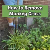 A man digging up monkey grass with a shovel. Green text reads How to remove monkey grass.