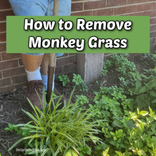 A man digging up monkey grass with a shovel. Green text reads How to remove monkey grass.