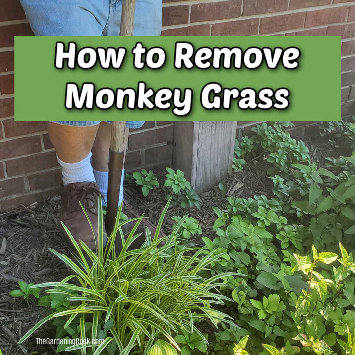A man digging up monkey grass with a shovel. Green text reads How to remove monkey grass.