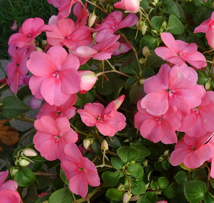 Impatiens are self cleaning