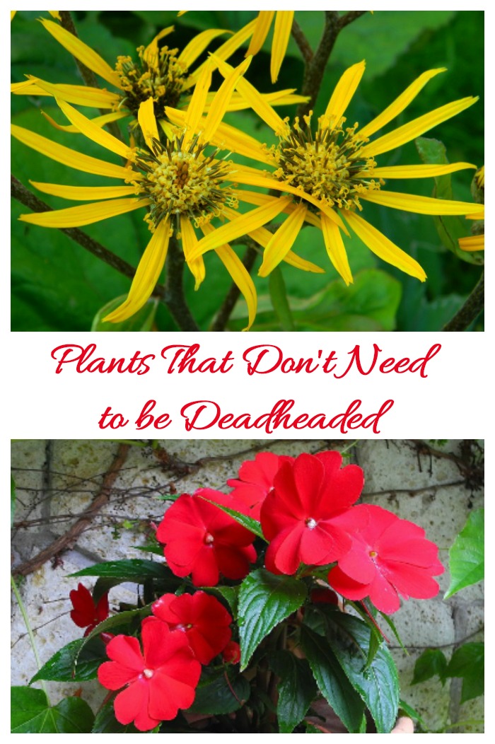 Plants that don't need to be deadheaded